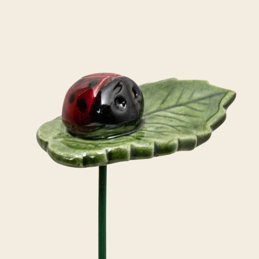 Glücks-Marienkäfer auf Blatt