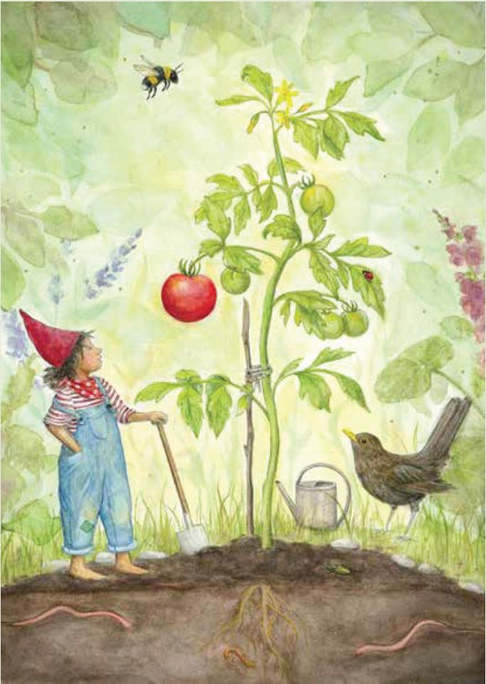 Die erste reife Tomate