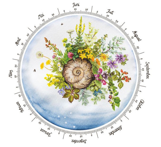 Jahreskreis der Wildkräuter