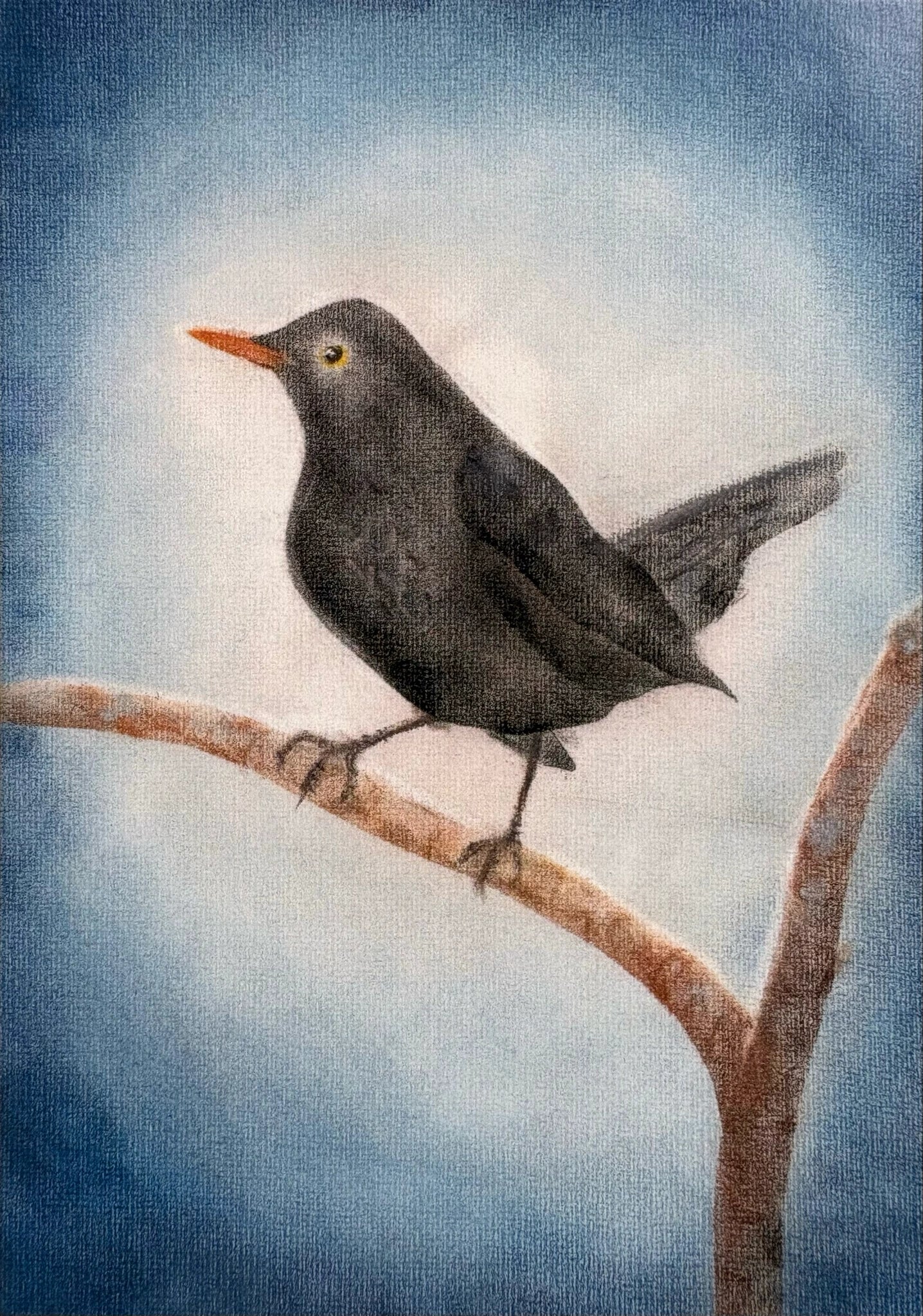 Amsel
