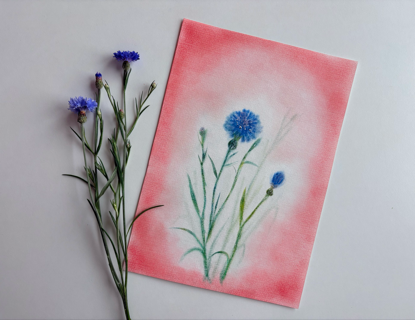 Kornblume