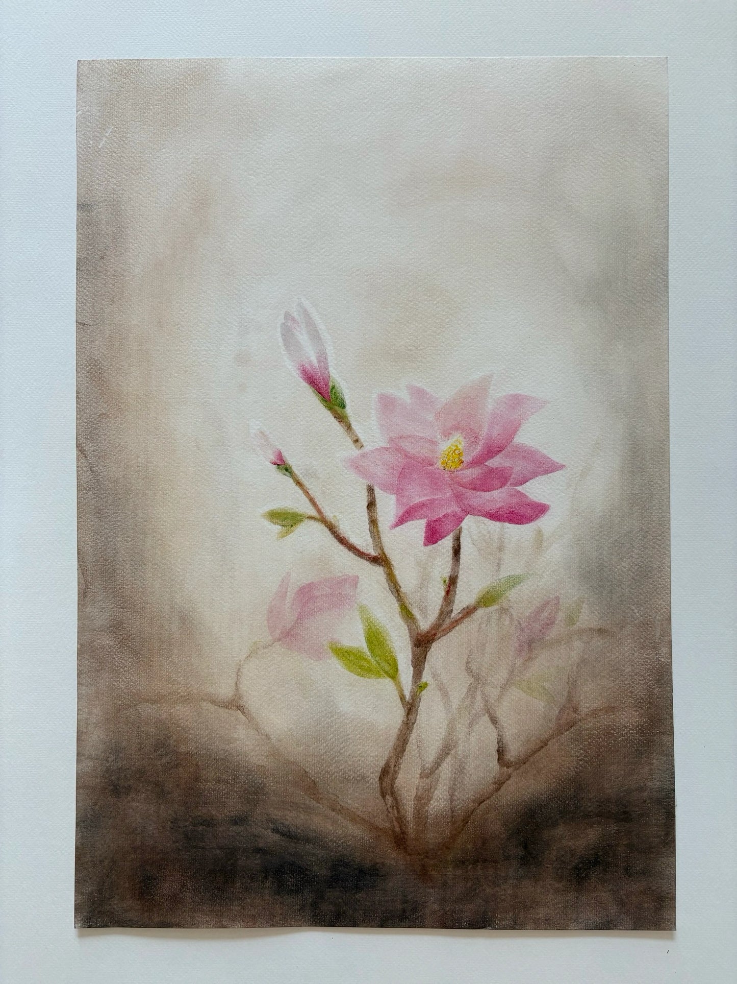 Magnolien