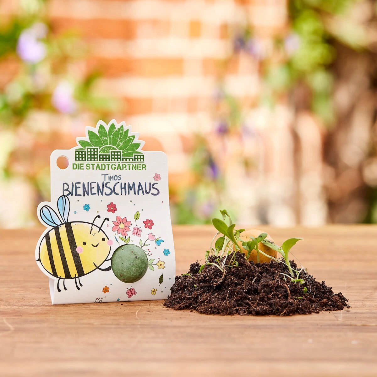 1er Blumenmurmel 'Timos Bienenschmaus'