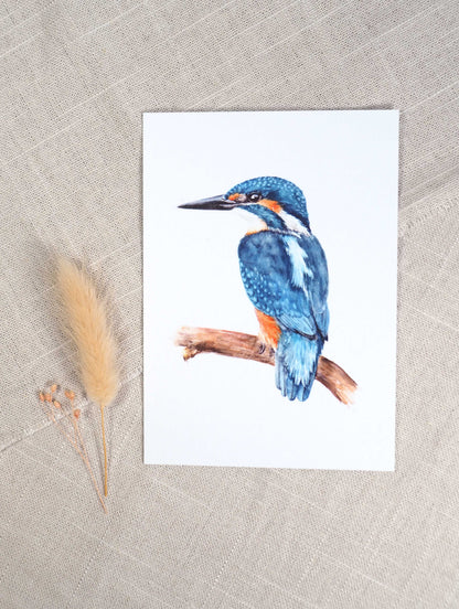 Eisvogel A6