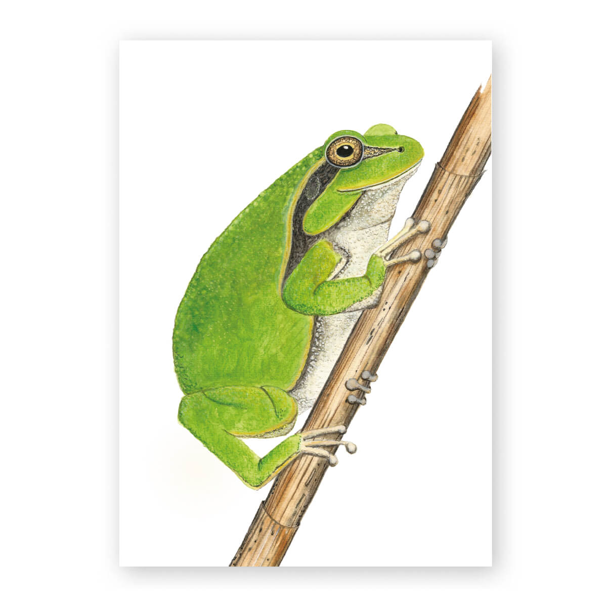 Atelier Baldrian & Hackel Postkarte Laubfrosch A6