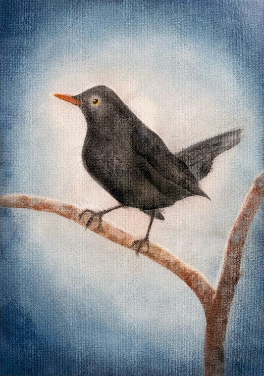 Amsel