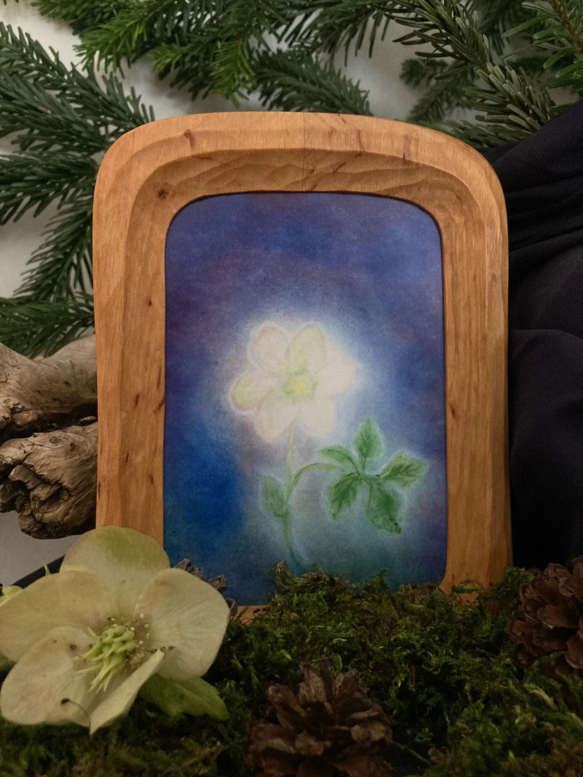 Postkarte Christrose von Andrea Reiß: Christrose vor dunklem Hintergrund, Ansicht 2