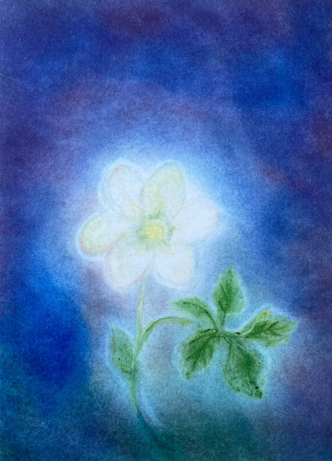 Postkarte Christrose von Andrea Reiß: Christrose vor dunklem Hintergrund