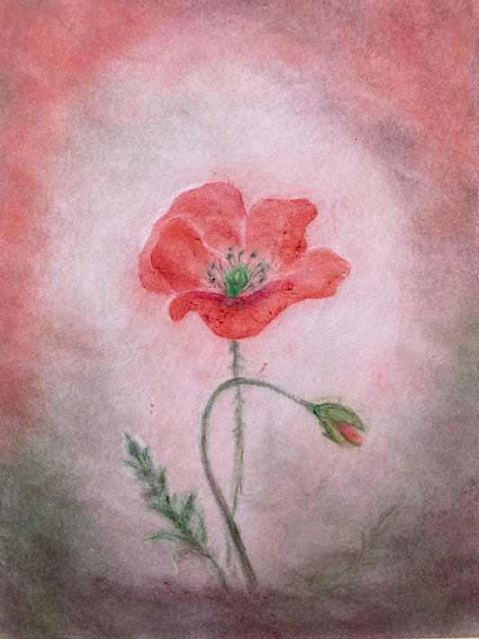 Postkarte Mohn von Andrea Reiß: Roter Mohn auf einer Sommerwiese