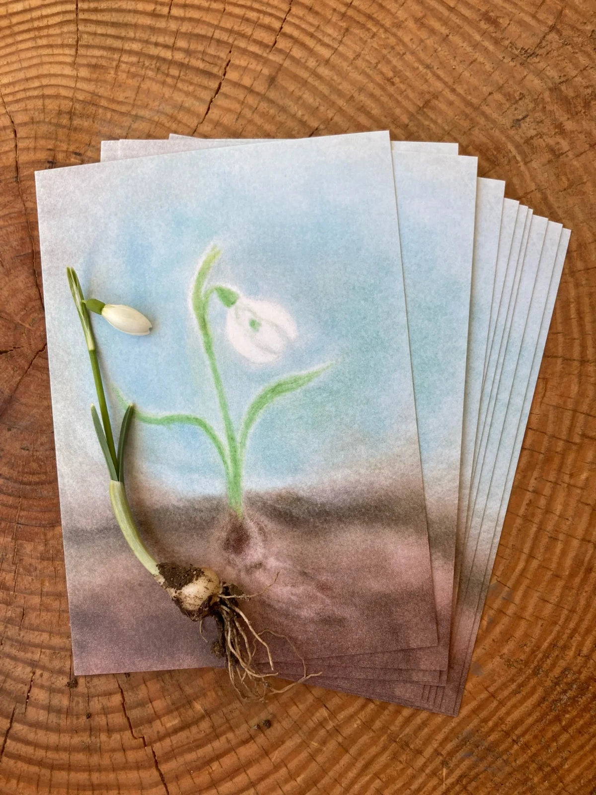 Postkarte Schneeglöckchen von Andrea Reiß: einzelnes Schneeglöckchen wächst aus der Erde, Ansicht 2