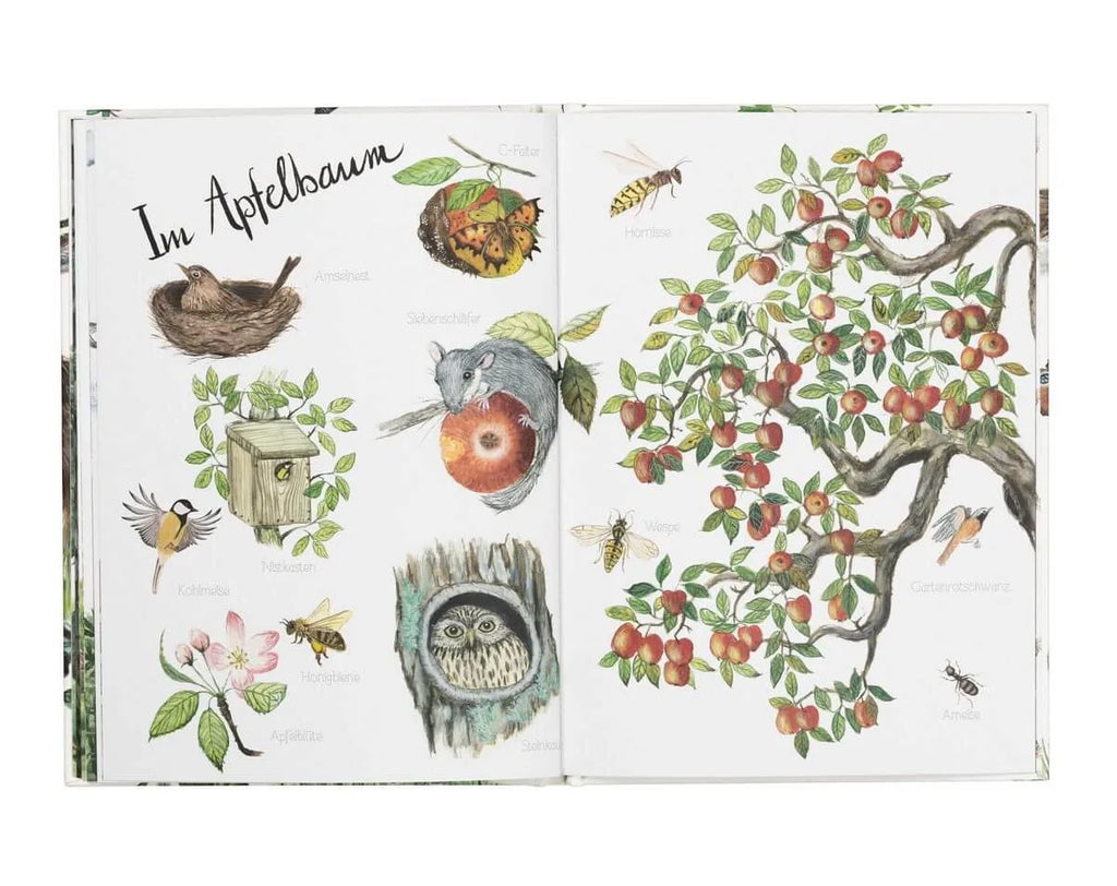 Atelier Baldrian & Hackel Bilderbuch Naturlexikon, Blick ins Buch