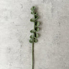 Filzzweig Eukalyptus von BeYoona