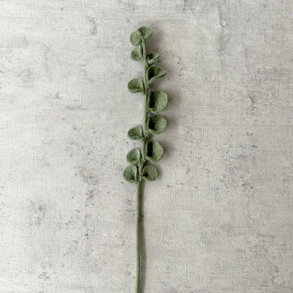 Filzeukalyptus