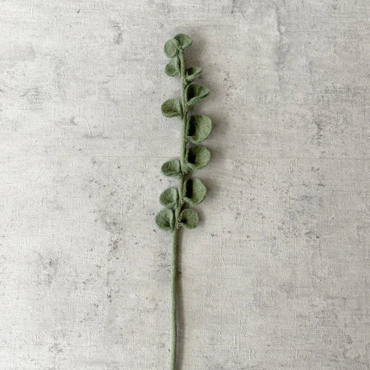 Filzeukalyptus