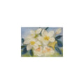 Christrose