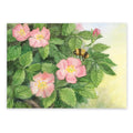 Postkarte Heckenrosen von Corinna Schwerdtfeger A6: rosa Heckenrosen zwischen grünem Laub, eine Hummel fliegt heran