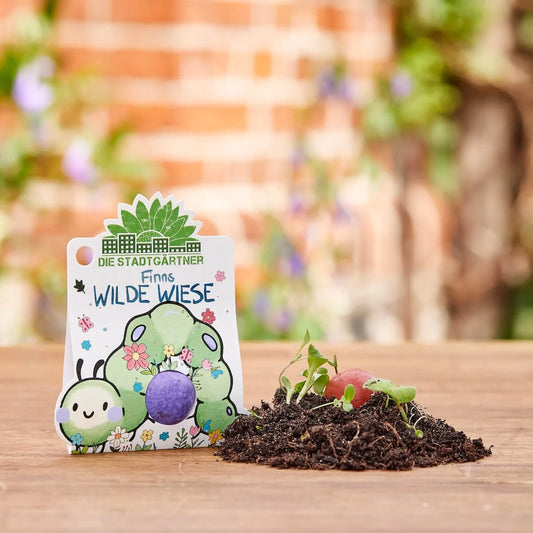 1er Blumenmurmel 'Finns Wilde Wiese'