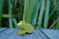Holzfigur Frosch von HolzWald, hellgrün