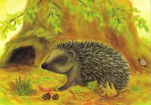 Igel