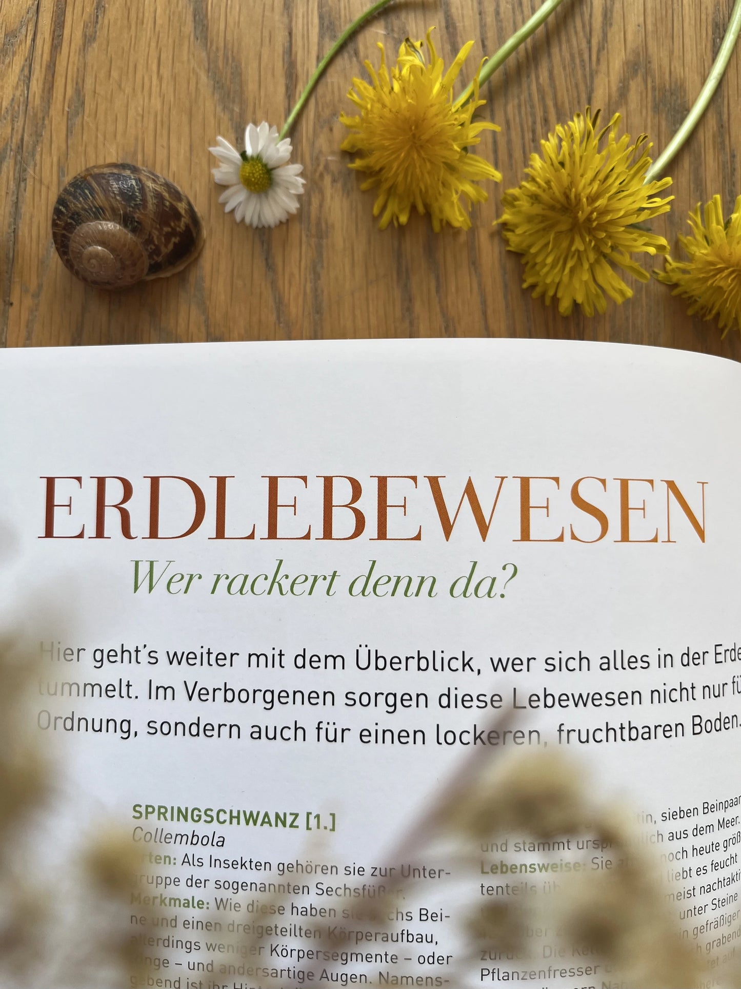 Natur & Kinder: Die besten Ideen für kleine und große Naturentdecker 2. Hand