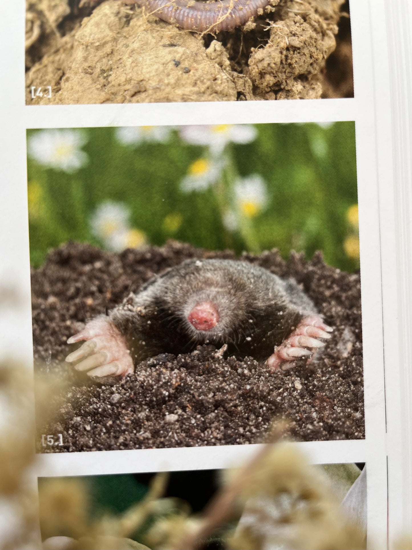 Natur & Kinder: Die besten Ideen für kleine und große Naturentdecker 2. Hand