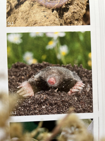 Natur & Kinder: Die besten Ideen für kleine und große Naturentdecker 2. Hand