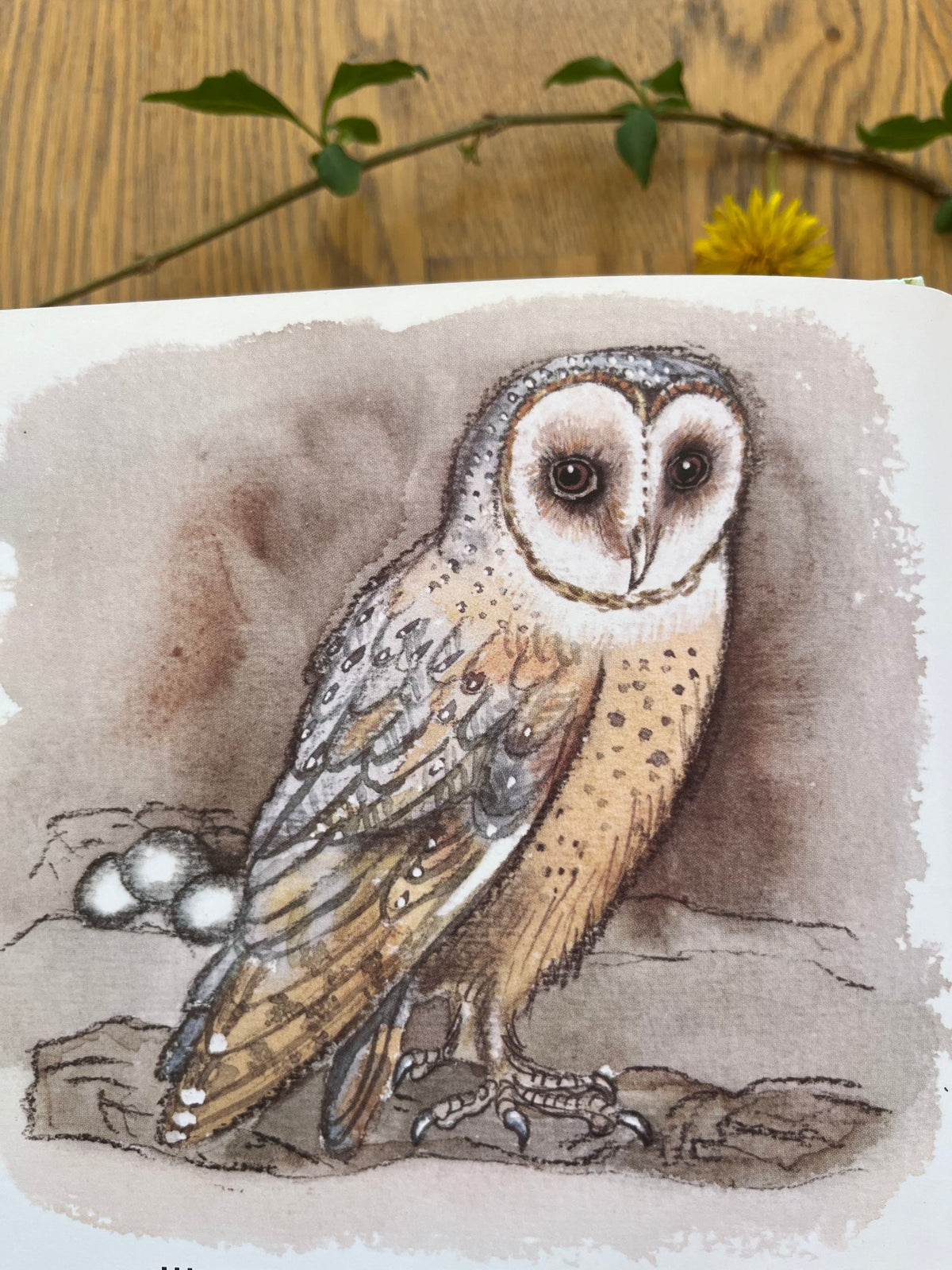 Kinderbuch Ein Nest, versteckt auf dichten Zweigen 2. Hand, Blick ins Buch mit Schleiereule, Foto